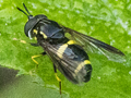 Chrysotoxum bicinctum